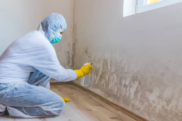 Crawl Space Mold Remediation treatment of floor joists in Brighton
